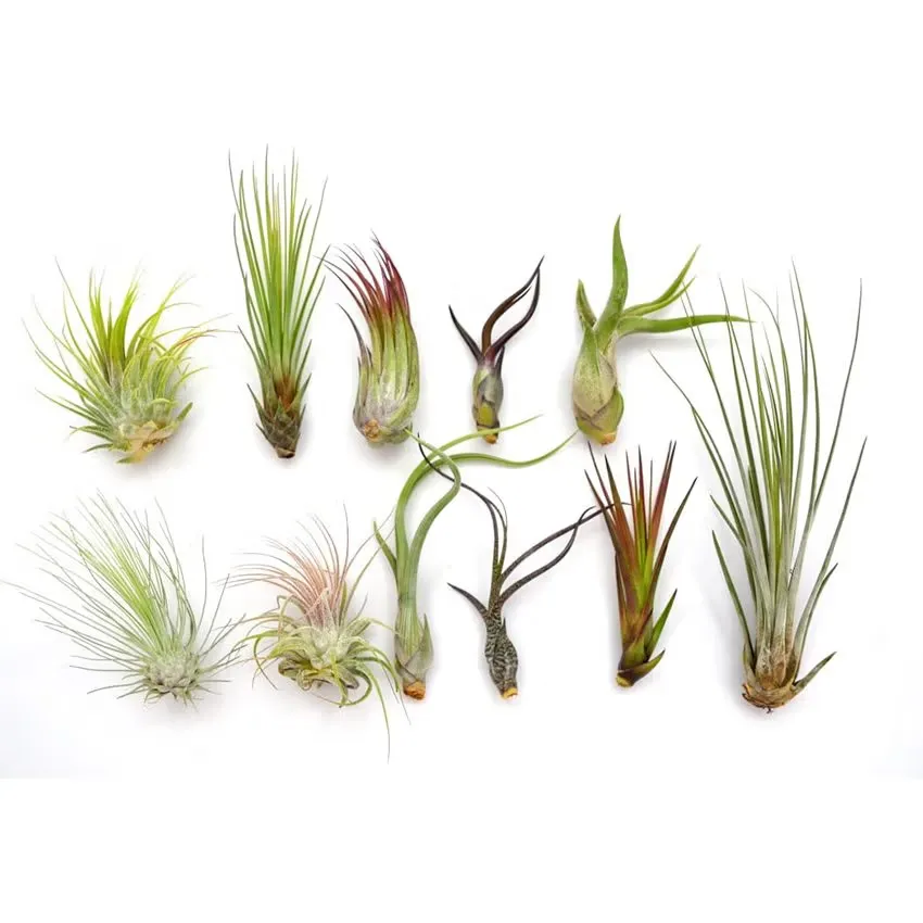 Tillandsia Case – Luftpflanzen-Geschenkset