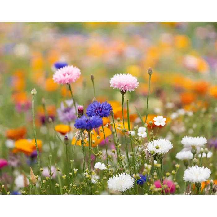 DIN A4 Wildblumen-Samenpapier.