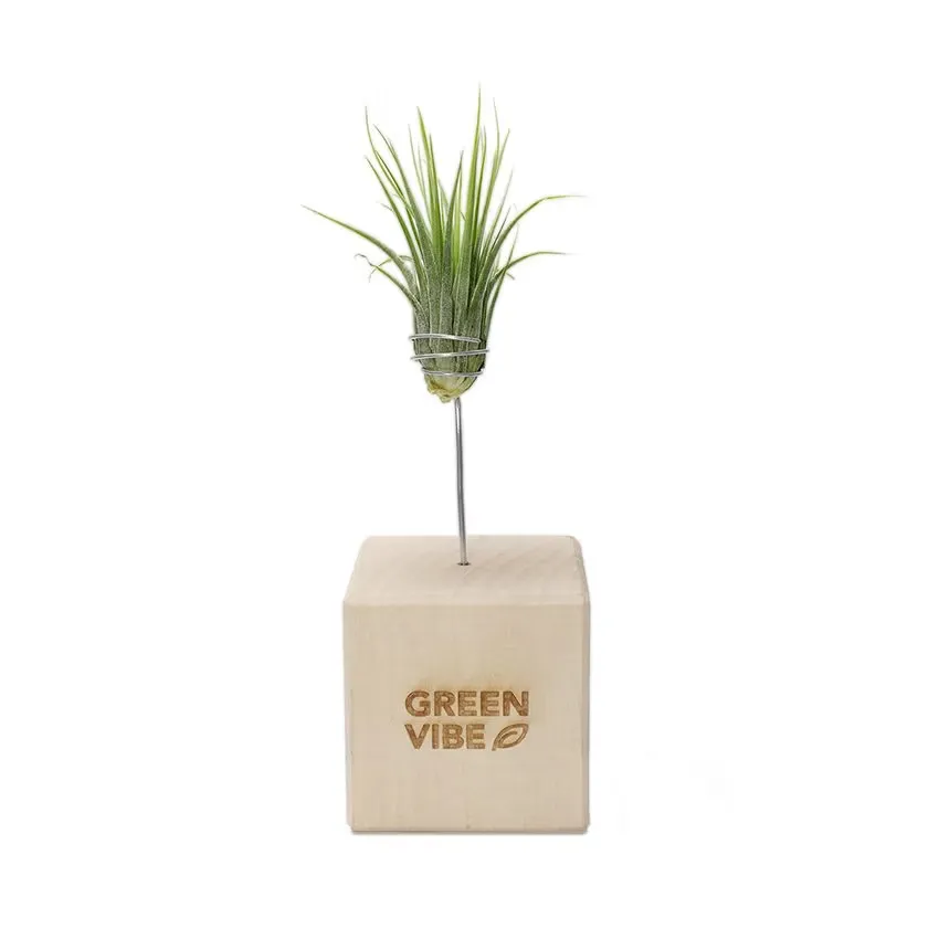 Tillandsia Case – Luftpflanzen-Geschenkset