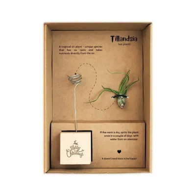 Tillandsia Case – Luftpflanzen-Geschenkset