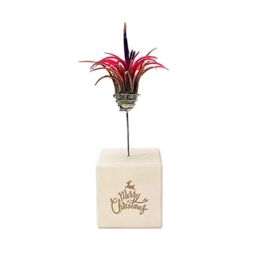 Tillandsia Case – Luftpflanzen-Geschenkset